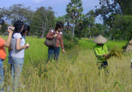 Tourist Visit the Rice Field